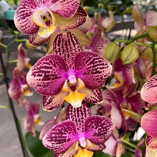 Phalaenopsis Orchid Jincheng Chin Su Me JC28 Seedling