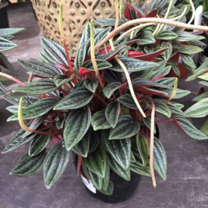 Peperomia Caperata Rosso (Caperata Eden Rosso) Plant