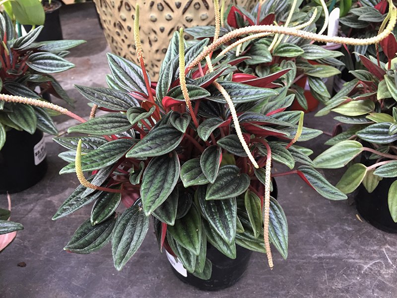 Peperomia Caperata Rosso (Caperata Eden Rosso) Plant - Image 1
