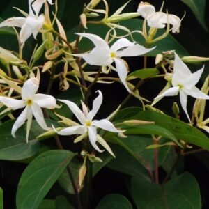Malati/Maloti lota(Aganosma Dichotoma) Fragnance Flower Plant - Image 2