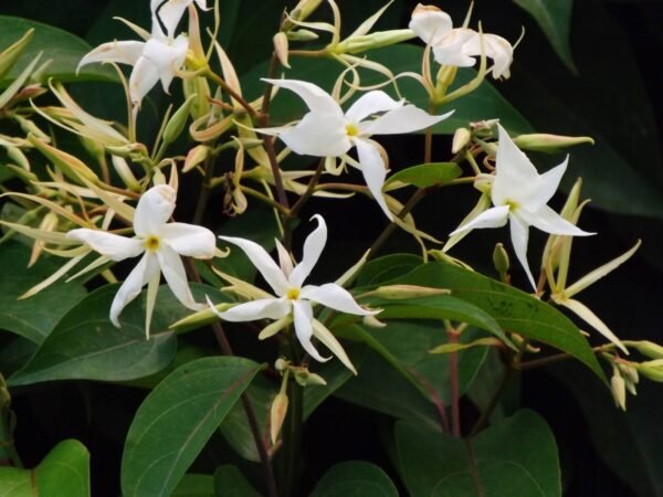 Malati/Maloti lota(Aganosma Dichotoma) Fragnance Flower Plant