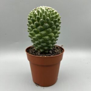Mammillaria Polythele Cactus Plant - Image 2