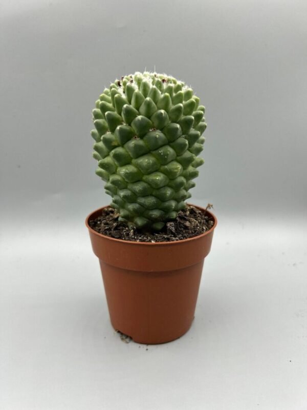 Mammillaria Polythele Cactus Plant