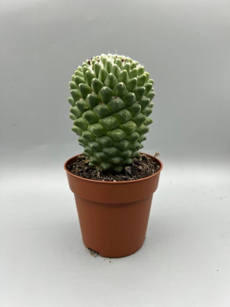 Mammillaria Polythele Cactus Plant