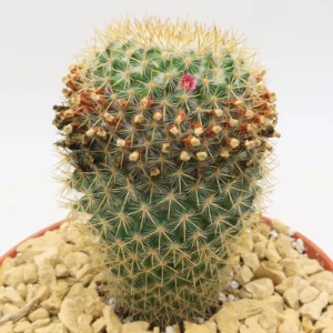 Mammillaria Yucatanensis Hybrid Cactus Plant