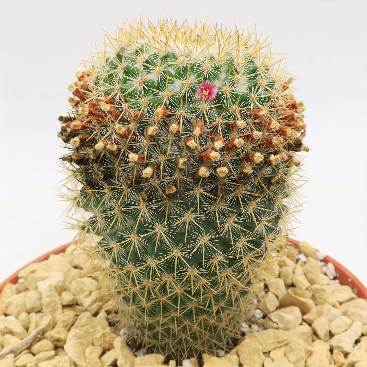 Mammillaria Yucatanensis Hybrid Cactus Plant - Image 1