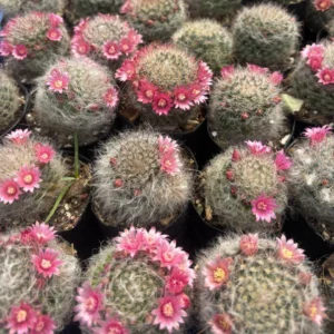 Mammillaria Bocasana - Powder Puff Cactus - Image 2