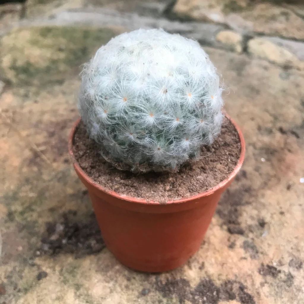 Mammillaria Plumosa Cactus Plant - Image 2