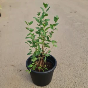 Henna/Mehendi/Maruthani Healthy Leaf Plant - Image 3