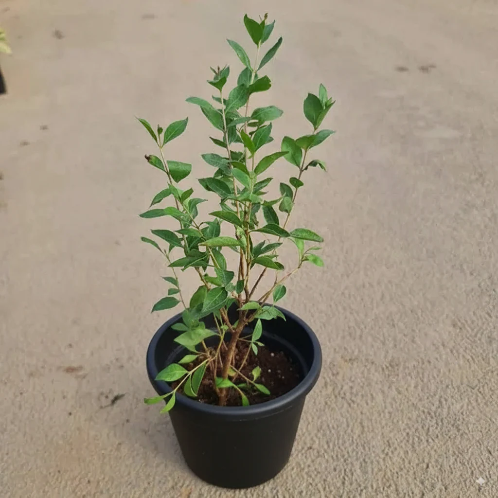 Henna/Mehendi/Maruthani Healthy Leaf Plant - Image 3