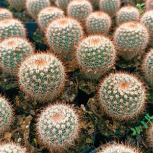 Notocactus Schlosseri (Parodia Erubescens) Cactus Plant