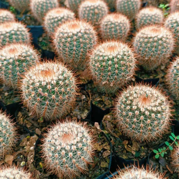 Notocactus Schlosseri (Parodia Erubescens) Cactus Plant