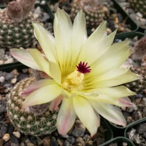 Noto Elegance Cactus Plant - Image 2