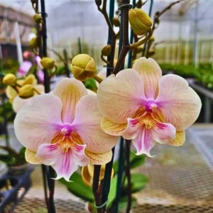 Phalaenopsis Orchid JC79 Star Shining Seedling