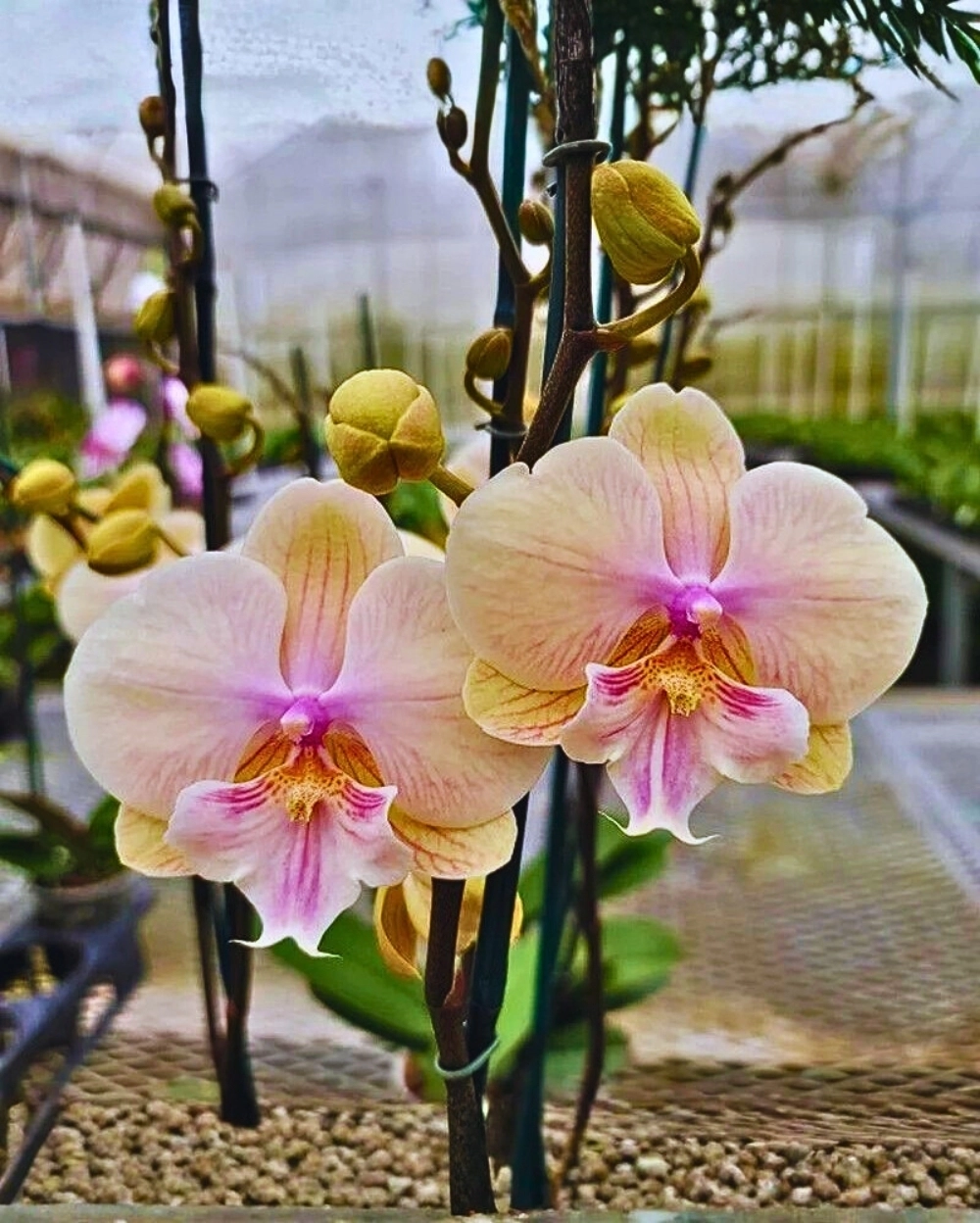 Phalaenopsis Orchid JC79 Star Shining Seedling - Image 1