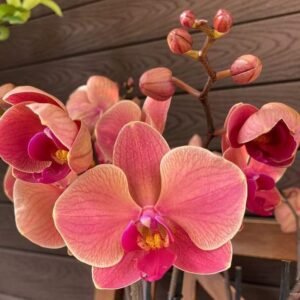 Phalaenopsis Orchid Lianher Orange 2ELH114-1 Seedling