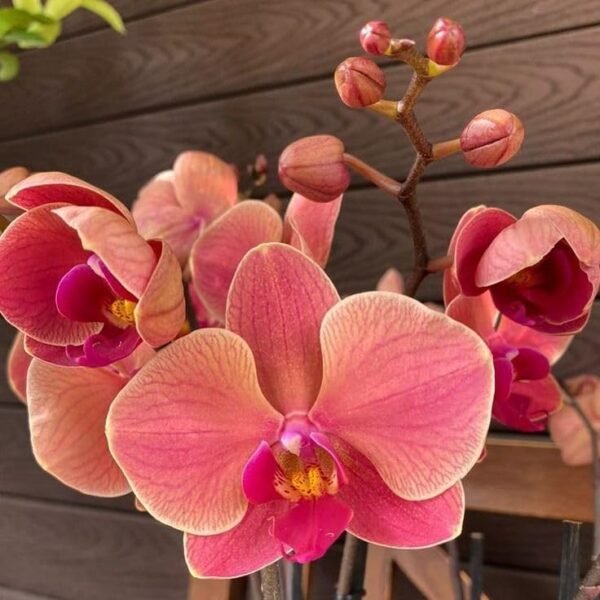 Phalaenopsis Orchid Lianher Orange 2ELH114-1 Seedling