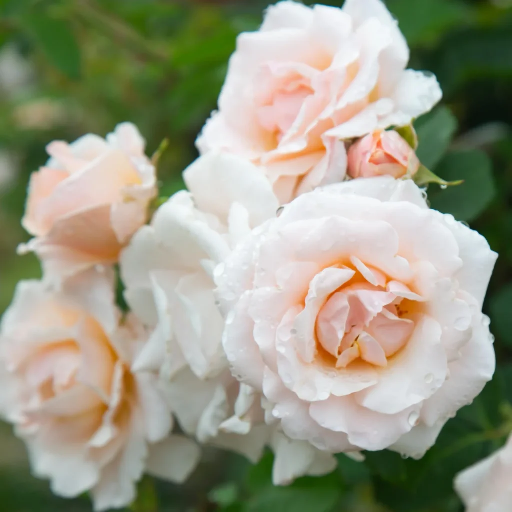 Floribunda Id Rose Healthy Grafted Live Plant