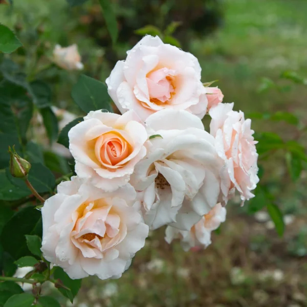 Floribunda Id Rose Healthy Grafted Live Plant
