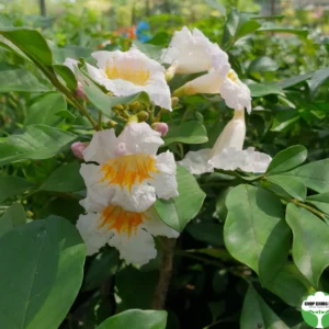 Thai Dwarf kamini(Radermachera Kunming) Healthy flower Plant