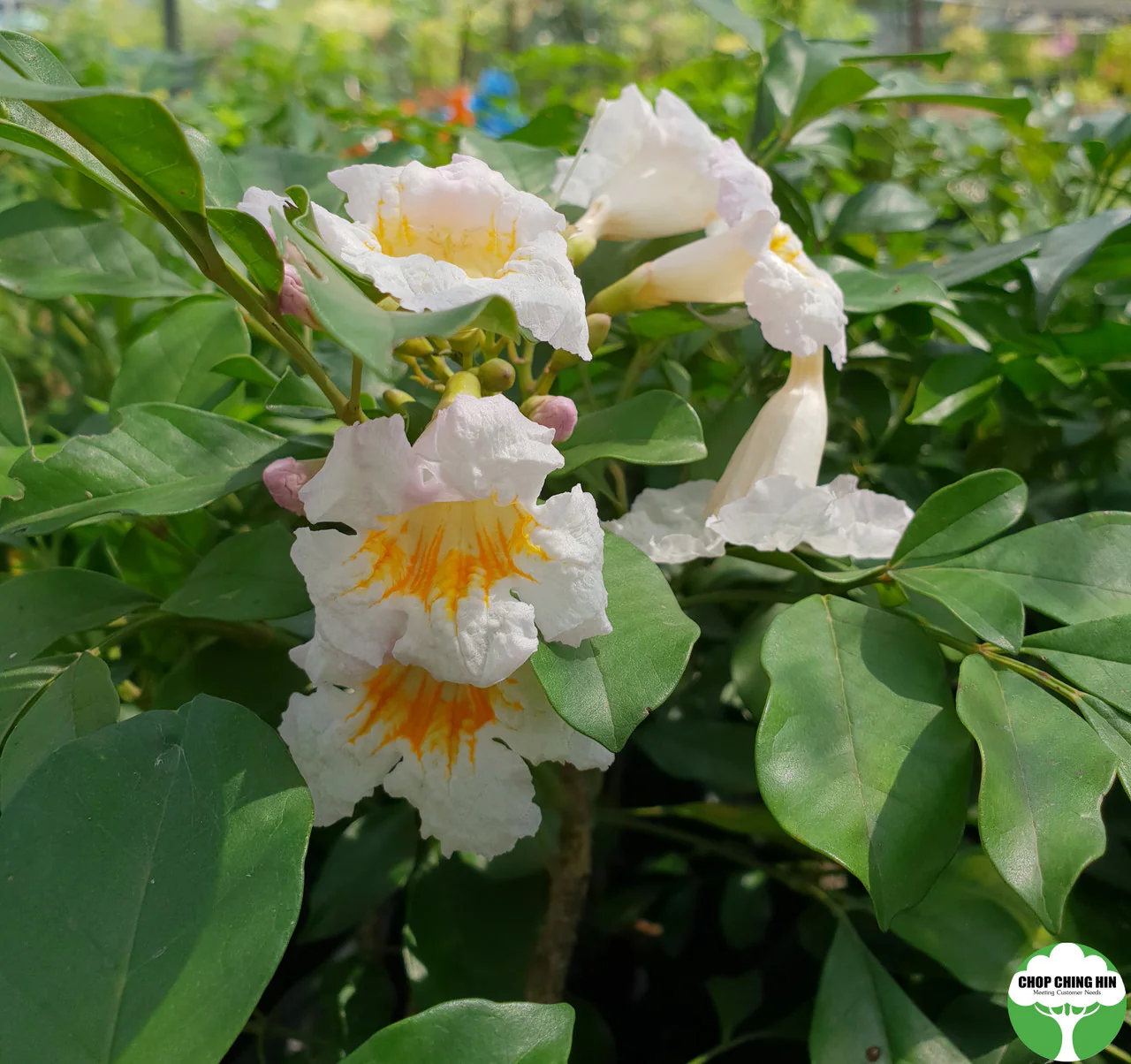 Thai Dwarf kamini(Radermachera Kunming) Healthy flower Plant - Image 1