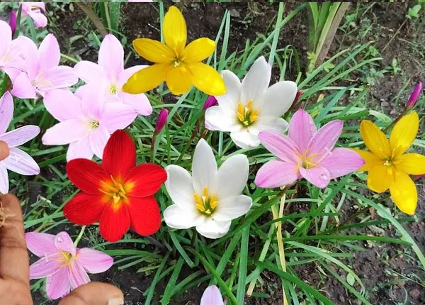 Rain Lily mixed color flower Bulbs