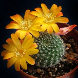 Rebutia Marsonerii Chronicles Cactus Plant