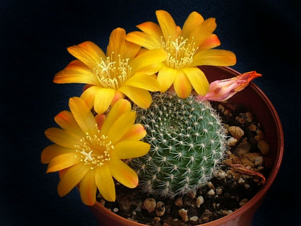 Rebutia Marsonerii Chronicles Cactus Plant - Image 1