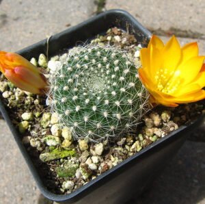 Rebutia Marsonerii Chronicles Cactus Plant - Image 2