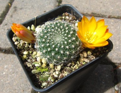 Rebutia Marsonerii Chronicles Cactus Plant