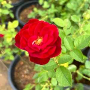 Red Pinachio Id Rose Healthy Grafted Live Plant - Image 2