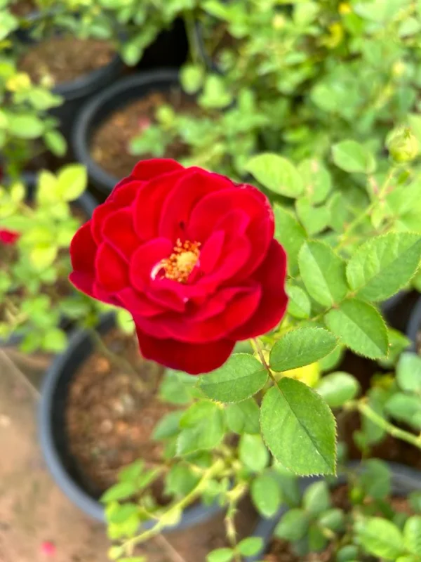 Red Pinachio Id Rose Healthy Grafted Live Plant