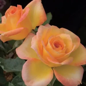 Gold Medal Id Rose Healthy Grafted Live Plant - Image 3