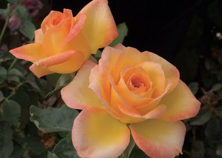 Gold Medal Id Rose Healthy Grafted Live Plant - Image 3