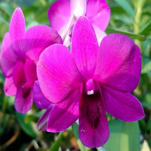 Dendrobium Enobi Doll-Seedling