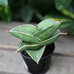 Sansevieria Samurai Ehrenbergii cv.–Dwarf Snake Plant - Image 2