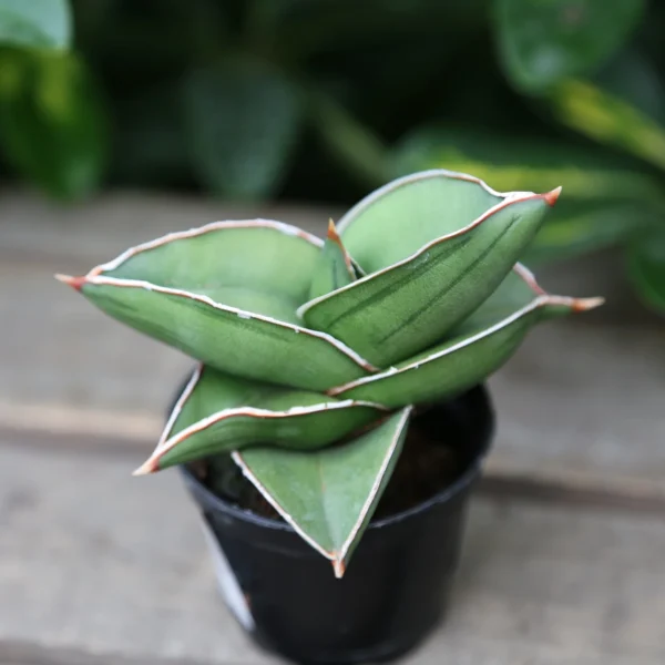 Sansevieria Samurai Ehrenbergii cv.–Dwarf Snake Plant