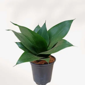 Black Jade Dwarf Snake Healthy Live Plant