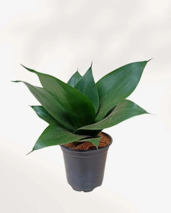 Black Jade Dwarf Snake Healthy Live Plant