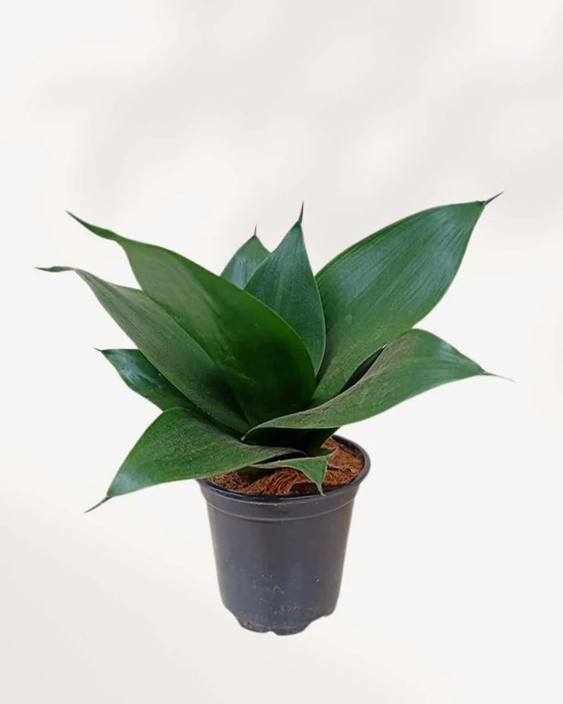 Black Jade Dwarf Snake Healthy Live Plant - Image 1