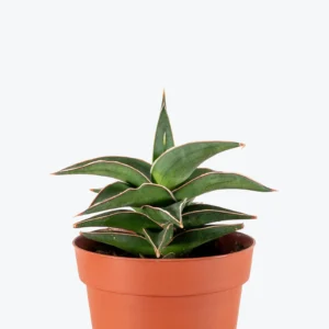 Sansevieria Samurai Ehrenbergii cv.–Dwarf Snake Plant