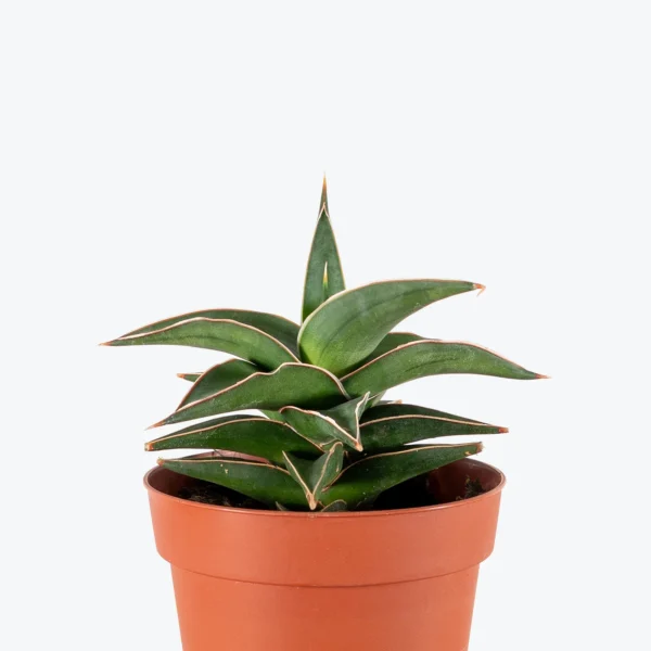 Sansevieria Samurai Ehrenbergii cv.–Dwarf Snake Plant
