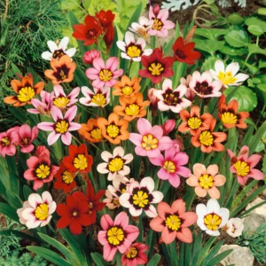 Sparaxis Mixed Colour Flower Bulb