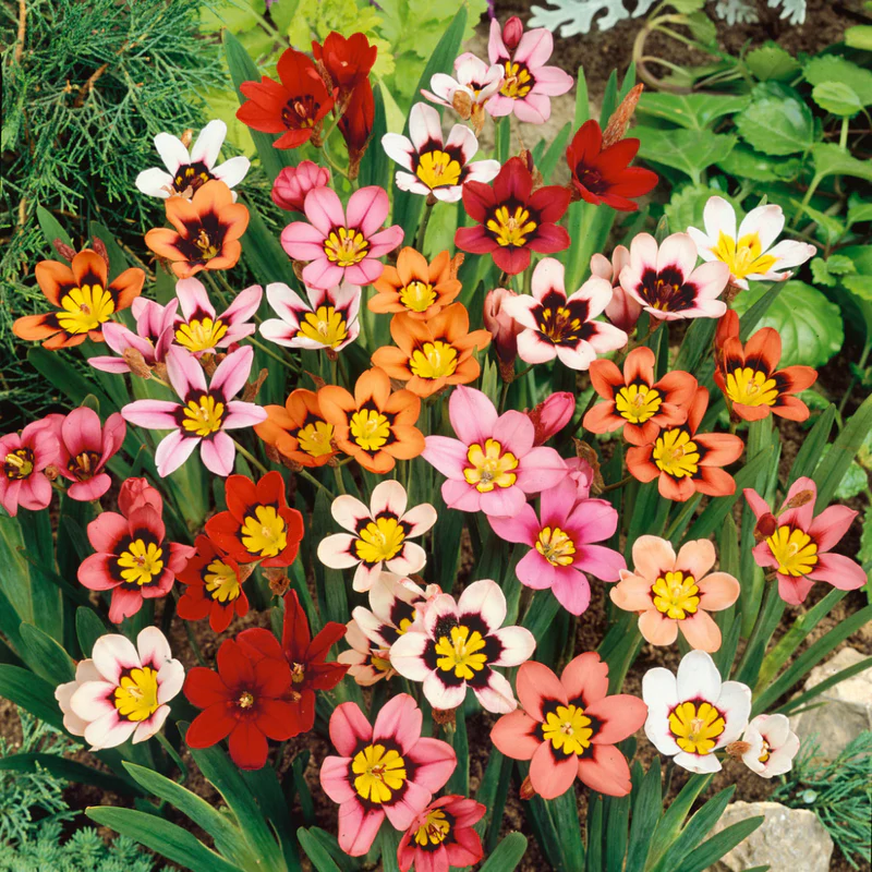 Sparaxis Mixed Colour Flower Bulb - Image 1