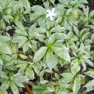 Variegated Tagar/Crape Jasmine Flower Healthy Plant - Image 2