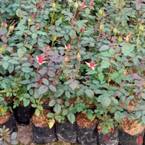 Roller Coaster Id Rose Healthy Grafted Live Plant - Image 2