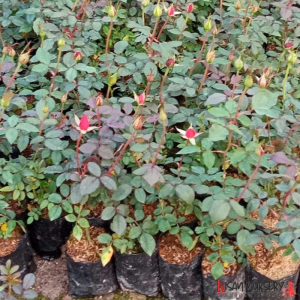 Roller Coaster Id Rose Healthy Grafted Live Plant