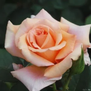 Versilia Id Rose Healthy Grafted Live Plant