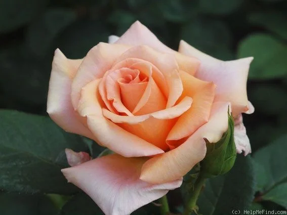 Versilia Id Rose Healthy Grafted Live Plant