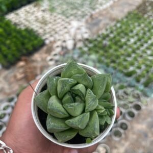 Haworthia Cymbiformis succulent plant - Image 2